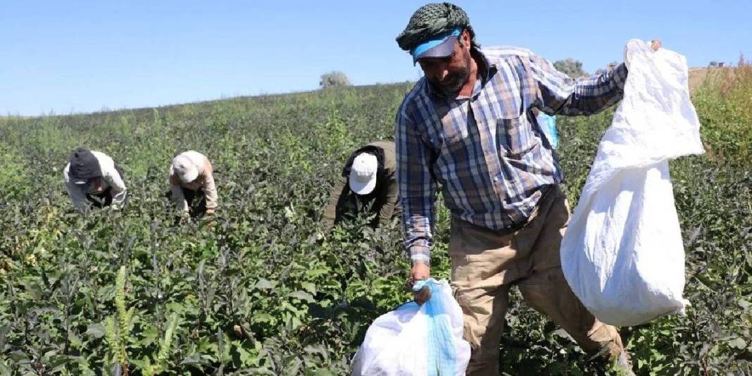Mor-beyaz çizgisi, çekirdeksiz yapısı, coğrafi işareti… Bu tür diğerlerinden çok farklı: Oradaki herkesin geçim kaynağı 1